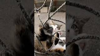 【cat】網に尻尾が引っかかった猫