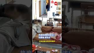 主人和弟弟买菜回家，开门时故意学狗叫把睡懵的狗吓跑了，“德牧的个子 花生米的胆子”