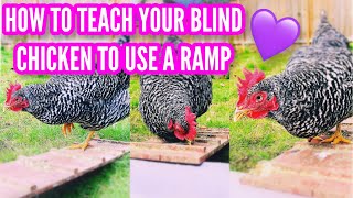 How I Taught A Blind Chicken To Use A Ramp🐓💜