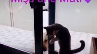 SOĞUKTA DONMAK ÜZERE OLAN KÖPEĞE İYİLİK YAPAN KEDİ