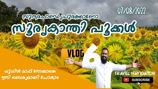 സൂര്യകാന്തിപാടം സുരണ്ടൈ 2022|sunflower in tamilnadu | tenkashi |surandai | sundarapandiapuram