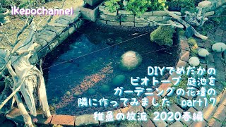 DIYでメダカのビオトープ庭池をガーデニングの花壇の隣に作ってみた　part 17　メダカの稚魚の放流2020春編　 I tried to make a biotope garden pond