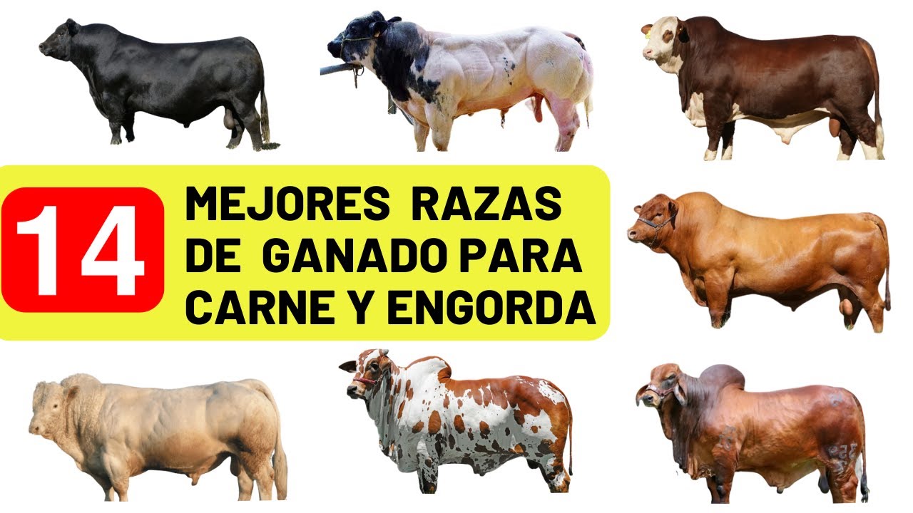 Las 14 Mejores Razas De Ganado Vacuno Para La Producción De Carne A ...