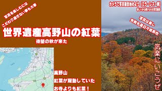 【紅葉世界遺産高野山前編】やっと高野山の紅葉がきれいになってきたので一日歩いて高野山をうろうろ　どこに行っても紅葉が盛っていました　透過光の紅葉がとてもきれいで早朝の光がとてもきれいでした！