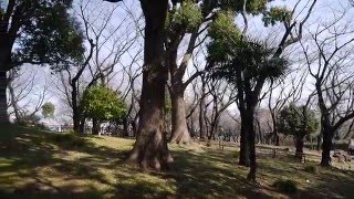 都電荒川線 飛鳥山公園