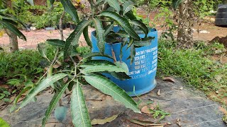 Pruning in mango tree  ഫലവൃക്ഷങ്ങളിലെ പ്രൂണിഠഗ്... എങ്ങനെ? എപ്പോൾ? എന്തിന്?