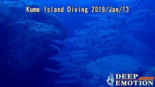 School of Black fin barracuda 2019 Jan 13 Kume Island with DEEPEMOTION