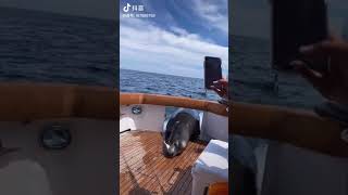 食い意地が悪いクジラ #Shorts