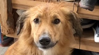 Dog born in desert reacts to snow