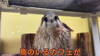 【鳥のいるカフェ🦉谷中本店】YouTubeデビュー