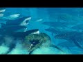 100 MEGALODON Vs 100 MOSASAURUS!!! | Jurassic World Evolution 2