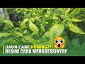 SOLUSI CARA MENGATASI DAUN KUNING PADA TANAMAN CABE || Sahabat Tani