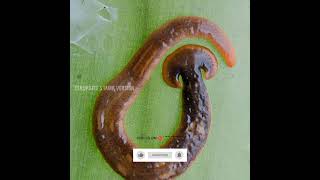 hammerhead flatworm ||மண்புழுக்களை உண்ணும் புழுக்கள்||#shorts ||#ten_updates_tamil_version