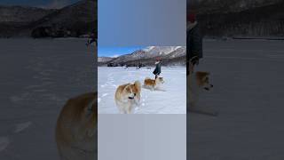 🏔️赤城山の⛄️雪の積もった大沼🧊氷上を🐾散歩する🐕花ちゃん🐕雪ちゃん😘