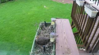 Mother Dove nesting in a Flower Box