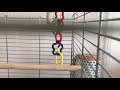 もぐもぐむしゃむしゃマメルリハ／pacific parrotlet