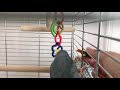 もぐもぐむしゃむしゃマメルリハ／pacific parrotlet