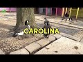 We Are Carolina Waterfowl Rescue.