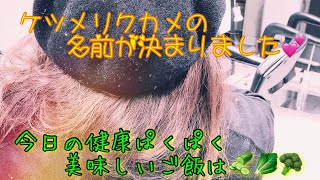 リクガメ飼育生活【爬虫類】ケヅメリクガメの２日目のご飯をパクパク食べる姿と可愛い寝顔までの行動です🐢💕