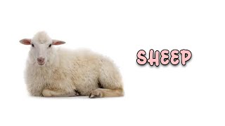 The Sheep / Seeds Children Sunday Service / June 27th, 2021