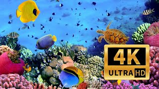 4K Red Sea | Incredible Underwater World - Relaxation Video with Ambient Sound