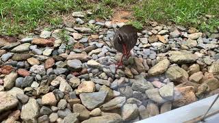 安田くいなふれあい公園　ヤンバルクイナのクー太　餌に向かって猛ダッシュ