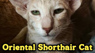 Adorable Oriental Shorthair Cat Compilation : 東方短毛貓