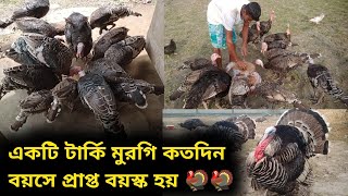 একটি টার্কি মুরগি কতদিন বয়সে প্রাপ্ত বয়স্ক হয় 🦃🦃|| Turkey Farm Assam Darrang District Koupati 🦃🐣