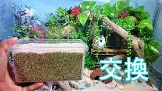 【ヤドカリ】オカヤドカリ　#14 メンテと生存確認