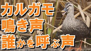 【カルガモ鳴き声】めっちゃ鳴くカルガモ 誰かを呼ぶ声 ぐわぐわぐわ【音声付き120fps収録 FullHD60p】