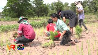 นศ.เกษตร ม.อุบลฯ รับน้องแบบสร้างสรรค์ นำน้องใหม่ดำนา เรียนรู้วิถีชีวิตเกษตรกร