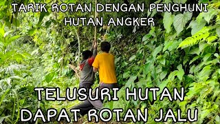 MENELUSURI HUTAN MENCARI ROTAN JALU DAN  ROTAN PETUK DI ALAM LIAR DAPAT JUGA APAK MERAH, KAYU SETAN