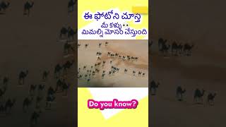 100% మీ కళ్ళు 👀 మిమల్ని మోసం చేస్తుంది ? | Real Interesting image | Telugu facts | Tasty facts