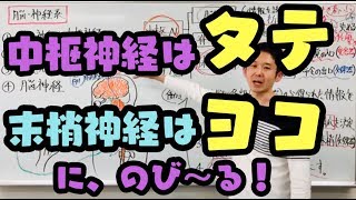 中枢神経と末梢神経【第６８回】