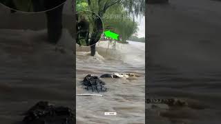 NGERI !!! BUAYA MUNCUL PADA SAAT TERJEBAK DI ATAS POHON , PADA SAAT BANJIR BANDANG DATANG#shorts