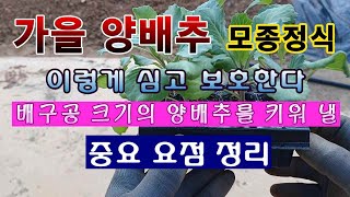 [텃밭농부 1,649]  가을 양배추 모종 정식 이렇게 심고 보호한다. 요점정리. #양배추재배