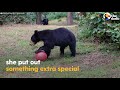 woman buys new hammock for bear family in her yard the dodo