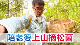 陪老婆上山摘松菌，红伞伞白杆杆好看不敢吃，吃完就怕躺板板！【方伟学长】