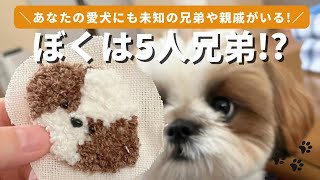 【シーズー】愛犬の兄弟を見つける秘密の方法！