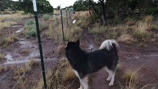 FINALLY a Monsoon Storm in Northern Arizona / Living Off Grid / Wash Flowing / Walking the Dogs