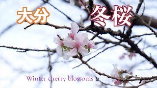 鶴見岳自然公園　静かに咲き誇る冬桜Winter cherry blossoms【4K】