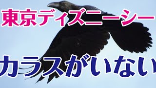 【都市伝説】ディズニーランドにはカラスがいない