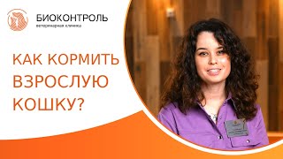 🐈 Как и чем кормить взрослую кошку: основные правила кормления кошек. Как кормить взрослую кошку.12+