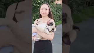 Супер пес 2 #мопсы #собака #шифа #pug #мопс