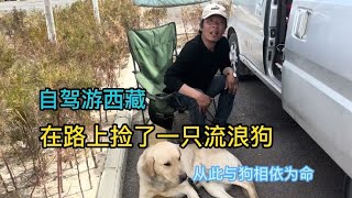 湖北大哥自驾游西藏，在路上捡了一只流浪狗，从此与狗相依为命【小明的流浪旅行】