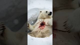 Heartbreaking story of a suffering polar bear who was heroically saved