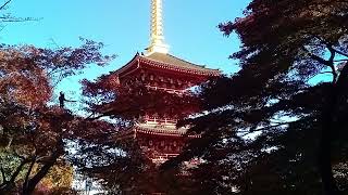 2024年12月1日　高幡不動の紅葉06 / 20241201 Autumn leaves in Takahata Fudoson Kongoji Temple 06