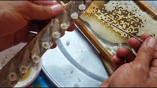 Cách tạo ong chúa ai cũng làm được
