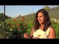 student experiences of the regenerative organic agriculture program at miu