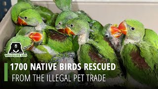 Biggest Bird Rescue Operation In Delhi